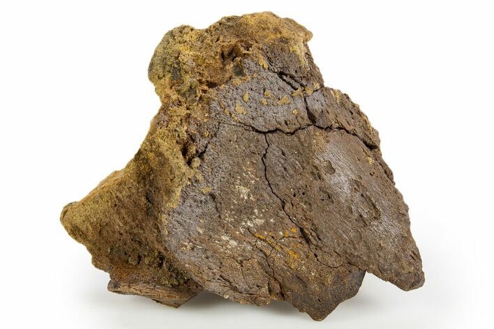 Fossil Dinosaur Bone Fragment in Sandstone - Wyoming #330894